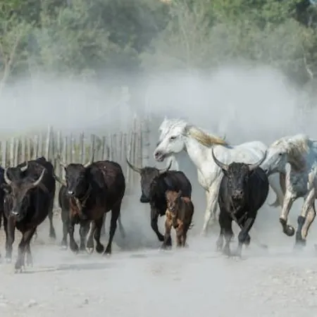 Hébergement de vacances La Maison Fayard - Maison Entière Aux Portes De La Camargue