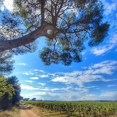 Holiday home La Maison Fayard - 3 Pers - Centre Clim Wifi Cosy Garage Saint-Gilles (Gard)
